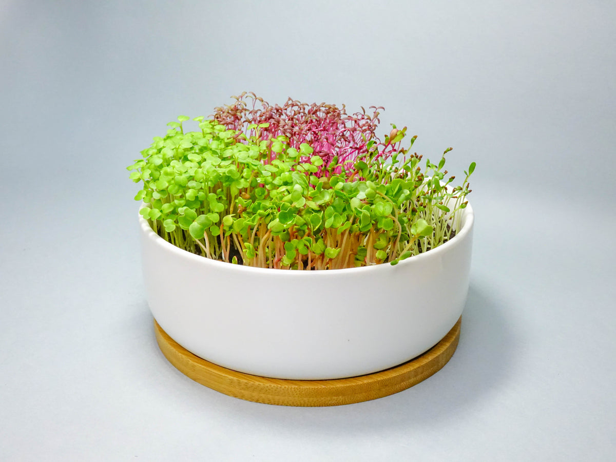 TWELVE GROW 150cm 新品 | State%20of%20Indian%20Agriculture%202012 