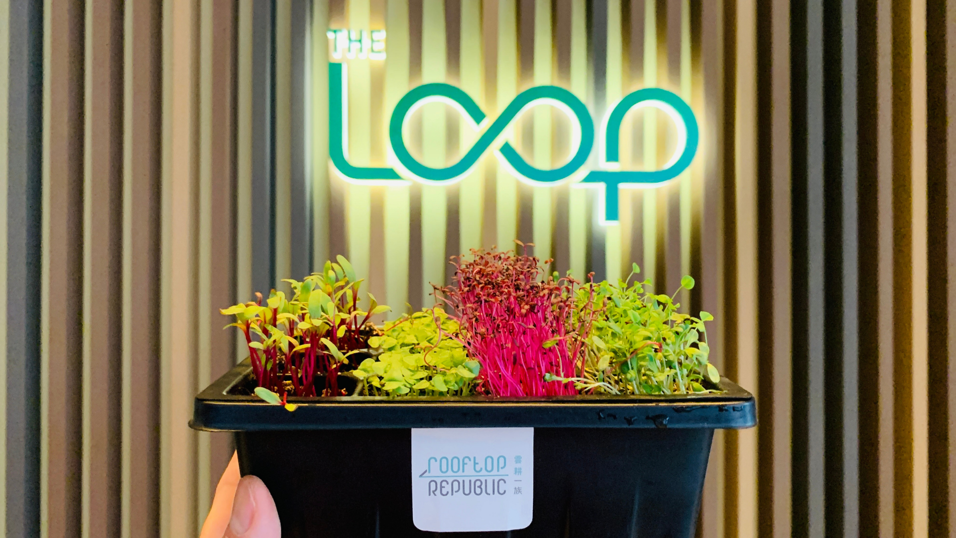Microgreen Workshop