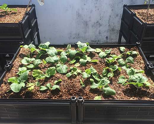 Raised Garden Bed Grow Kit | 高架式種植箱套裝