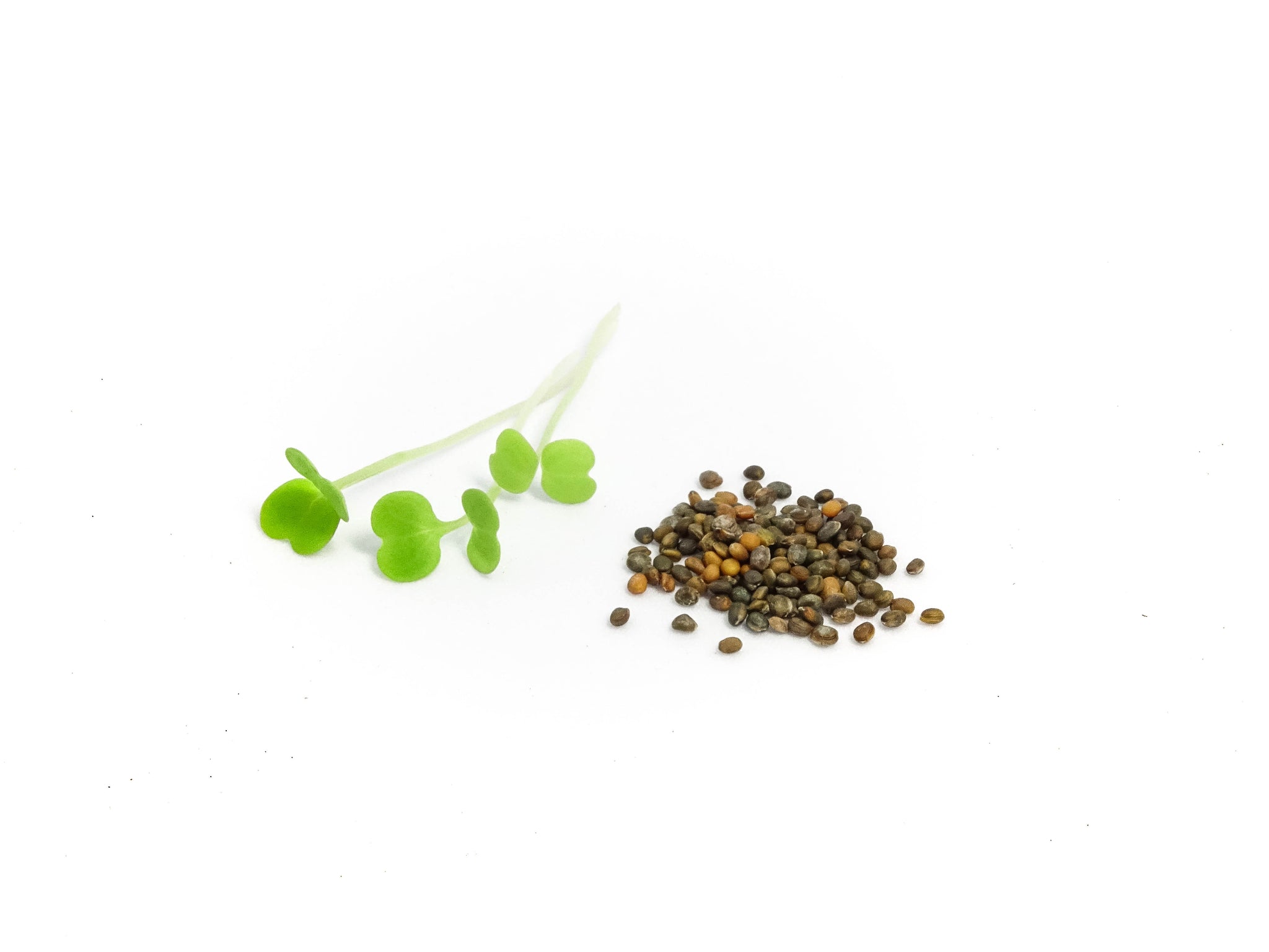 Microgreens Seed | 迷你菜種子