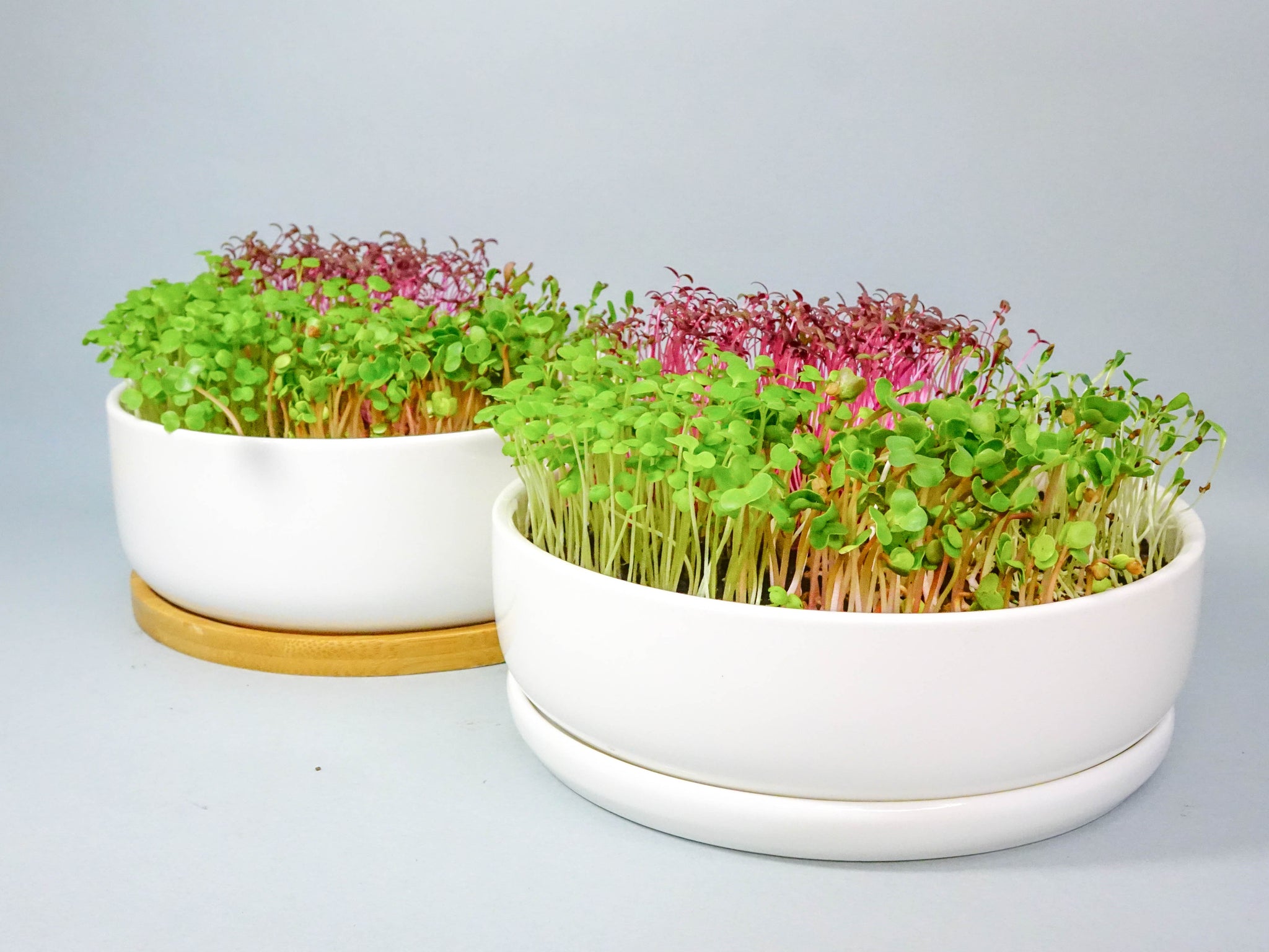 Ceramic Microgreens Grow Kit | 迷你菜陶瓷盆栽套裝
