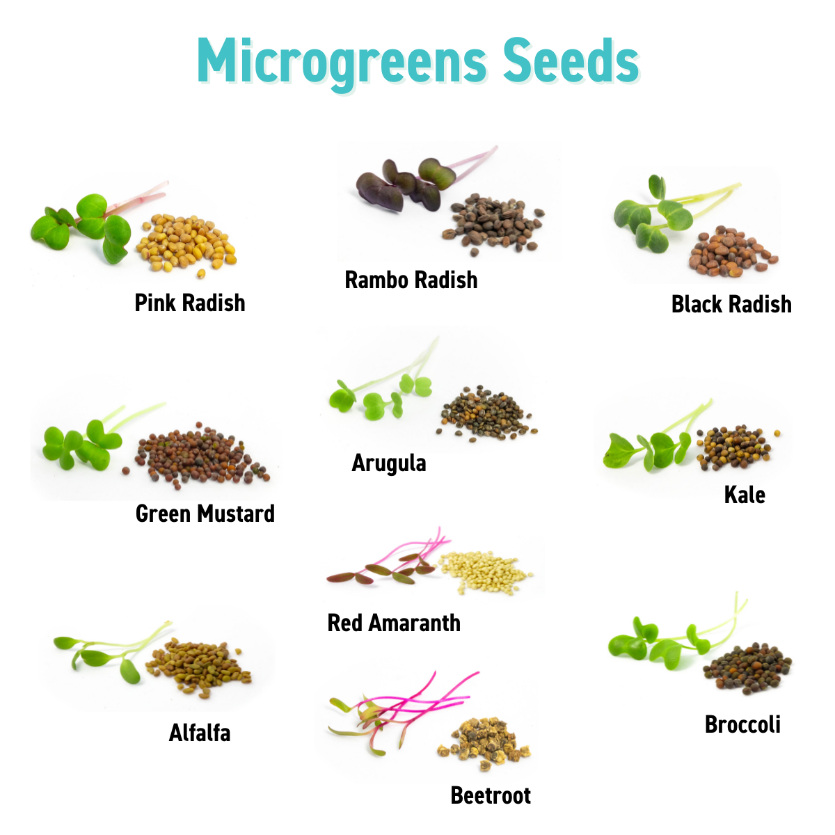 Microgreens Seed | 迷你菜種子
