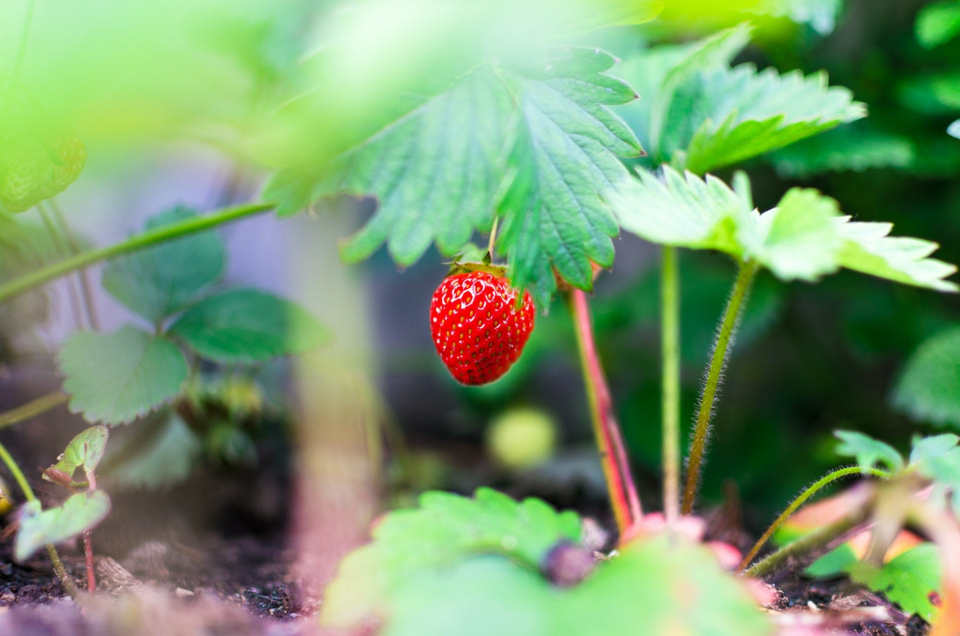 Valentine's Day Special: Strawberry Picking at Metroplaza!
